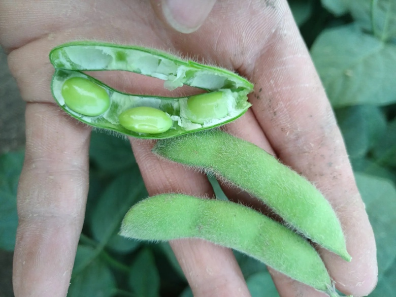 信息图表:左侧豆角图标标注‘维C、膳食纤维、钾’,右侧毛豆图标标注‘植物蛋白、叶酸、不饱和脂肪酸’,中间双向箭头标注‘维C↑铁吸收2.3倍’‘卵磷脂↑β-胡萝卜素转化’‘纤维+蛋白→缓释饱腹’,背景为清新农田插画 豆角毛豆营养协同示意图