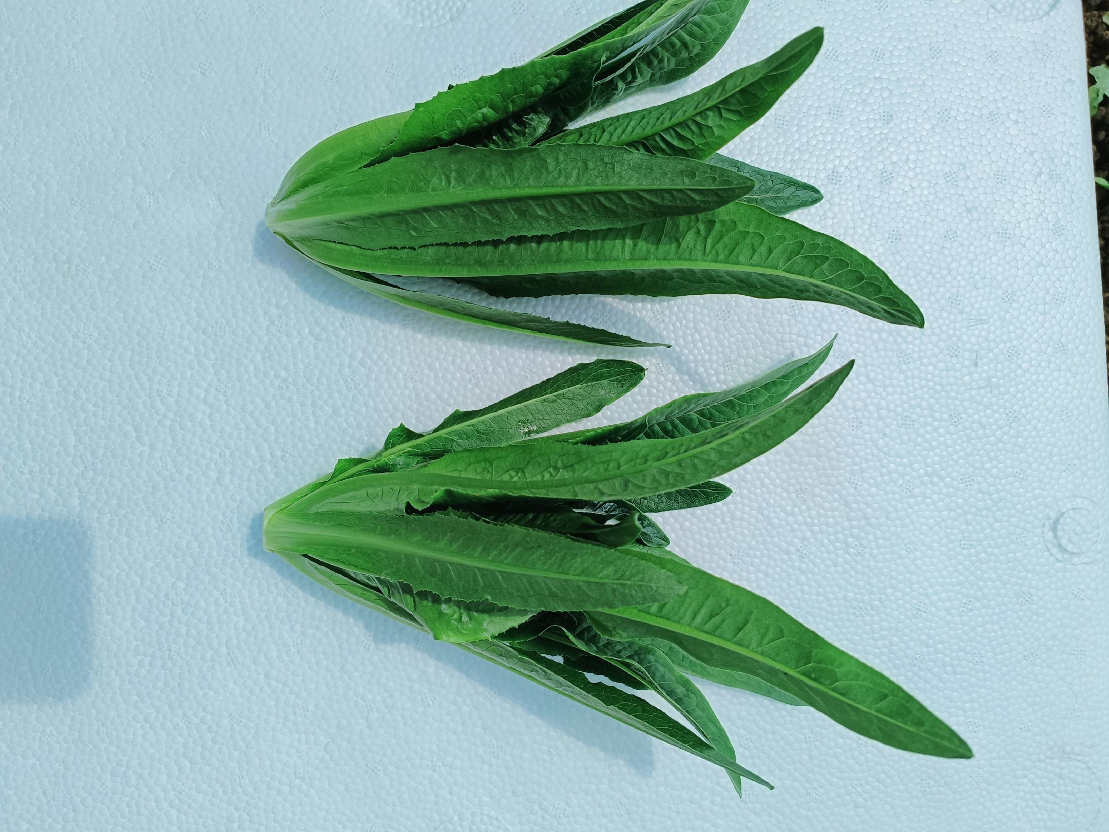 新鲜油麦菜和生菜摆放在案板上准备处理 新鲜油麦菜和生菜摆放在案板上准备处理