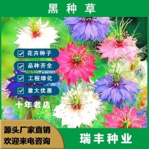 黑种草种子，景观绿化，花种子，四季播种花卉种子批发
