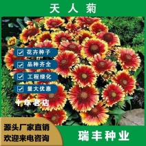 天人菊种子，虎皮菊耐寒花坛景观绿化盆栽花海花卉种子批发