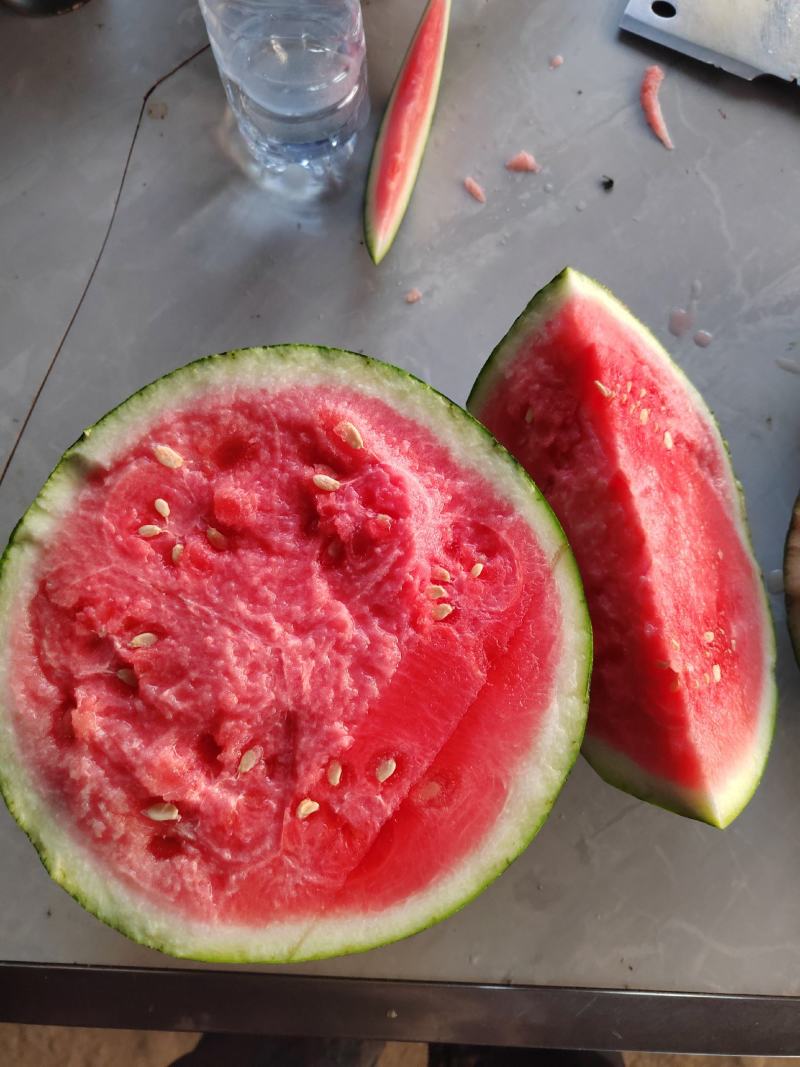 美都/8424大红瓤冰糖瓜