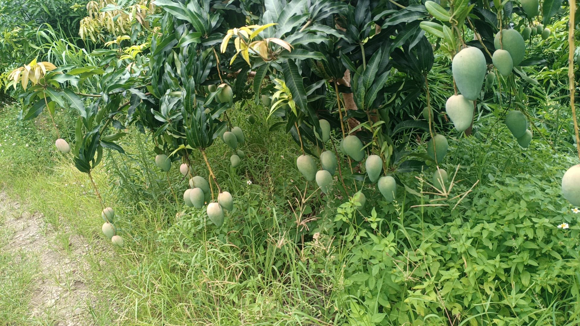 小台芒果园实景图