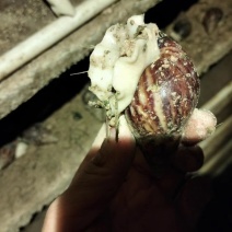 白玉蜗牛，种蜗牛