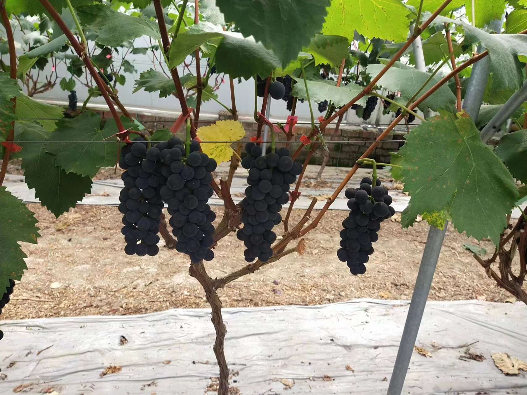 巨峰葡萄成熟挂果特写