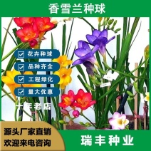 重瓣香雪兰种球小苍兰种子花卉盆栽植物庭院四季易活浓香型室