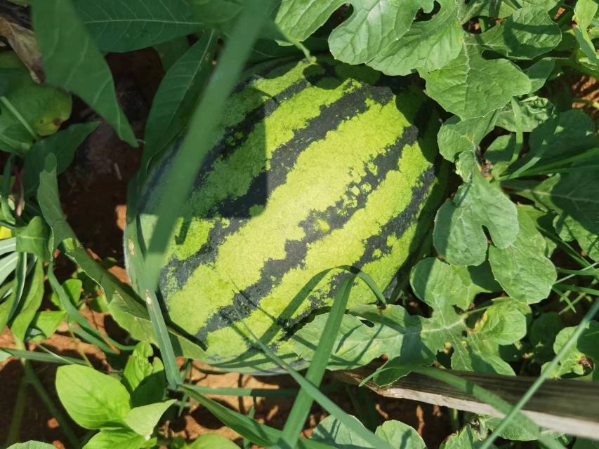 一颗硕大的甜王西瓜静置于木制桌面上,表皮呈深绿色带有墨绿条纹,表面光滑有光泽,阳光从侧面照射,凸显出瓜体饱满圆润的轮廓,背景为田园农场环境,远处可见成片西瓜藤蔓 甜王西瓜整颗特写