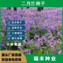 二月兰种子，二月兰花种子，盆栽花海景观绿化花卉种子批发种