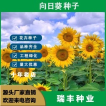 向日葵种子，高杆食用瓜子阳台盆栽玩具熊多头向日葵油葵花