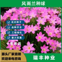 风雨兰种球四季开花重瓣风雨兰葱兰韭兰耐热耐寒庭院阳台盆栽