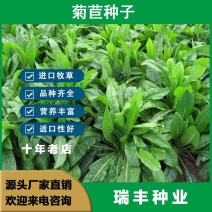 菊苣种子大叶菊苣种籽多年生四季牧草猪牛羊鸡鸭鹅鱼牧草种