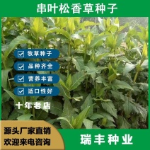 串叶松香草种子多年生猪牛羊鹅畜禽牧草籽香槟菊花草牧草