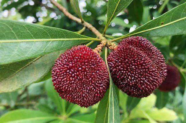 成熟的东魁杨梅果实,红色饱满,果粒分明,背景为果园自然环境 东魁杨梅特写