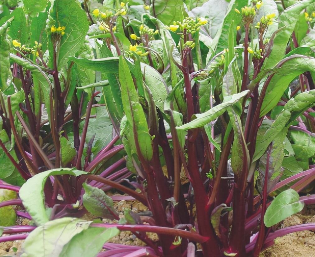 一株生长中的红菜苔,茎部呈紫红色,顶端带有未开放的小黄花,叶片绿色带锯齿边缘,整体生长在湿润土壤中,背景为冬季田园环境 红菜苔植株特写