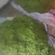 永顺霉茶