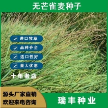无芒雀麦种子，多年生耐寒牧草种子，四季青畜禽牧草籽猪牛羊