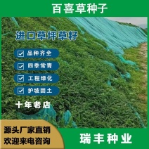 百喜草种子，道路护坡水土保持，公路提坝绿化草坪种子批发。