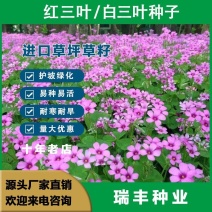 三叶草种子红白三叶种子花海景观护坡园林绿化绿肥牧草种子