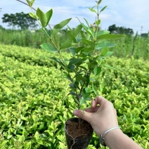 金森女贞杯苗，大量出售自家苗木基地，量大价优