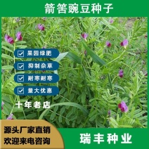 箭筈豌豆种子，红花苕野豌豆果绿肥种子南方蜜蜂植物牧草种子