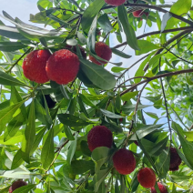 仙居东魁杨梅大量有货，各等级包装都可以满足
