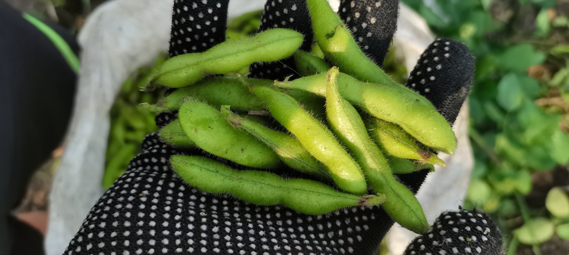 新鲜去皮绿豆与成熟红肉木瓜果肉分开放置的对比图,突出二者色泽、质地差异,强调‘未加工前’的天然属性 绿豆与成熟红肉木瓜切块并置的高清特写,背景为白色陶瓷碗,木瓜呈橙红色、质地细腻多汁,绿豆为鲜绿色去皮豆瓣,表面微润有光泽,两食材未混合,体现食材本真状态