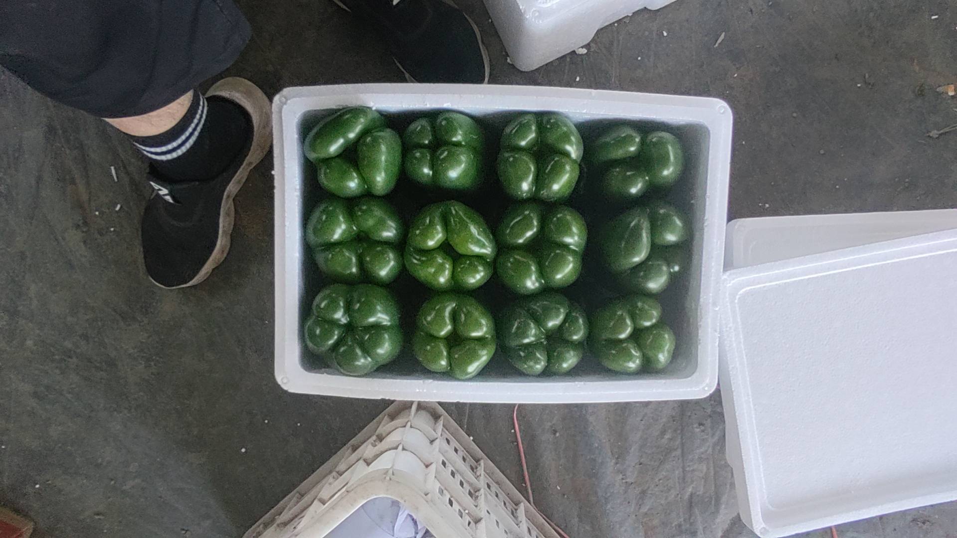 绿圆辣椒采摘与包装现场