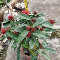 龙船花