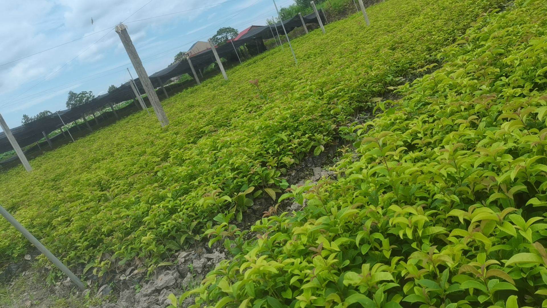四季桂种植园整齐排列,绿意盎然,花香四溢 四季桂种植园