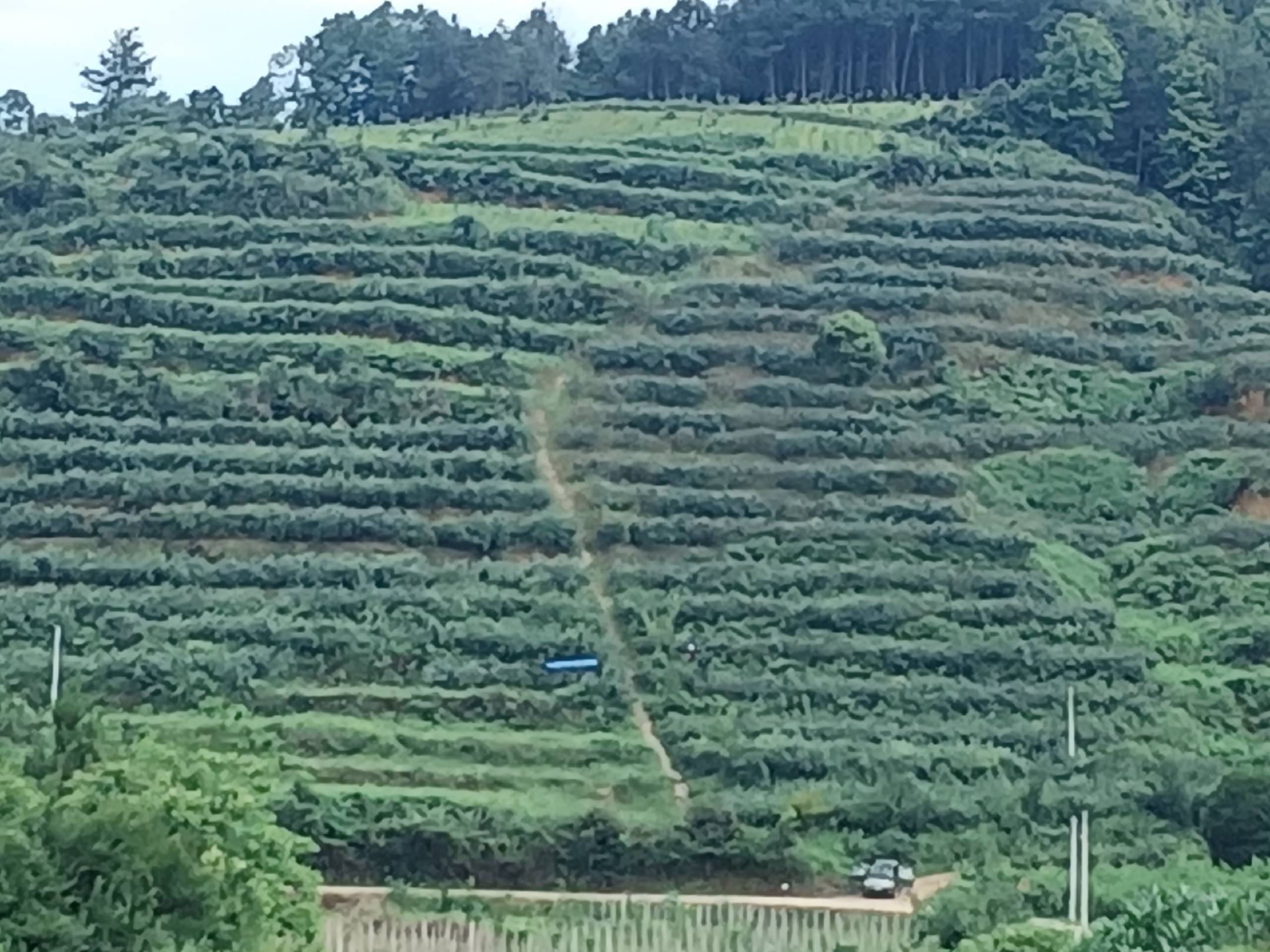 一片阳光下的草莓种植园,展示草莓在自然环境中生长的状态 草莓种植园