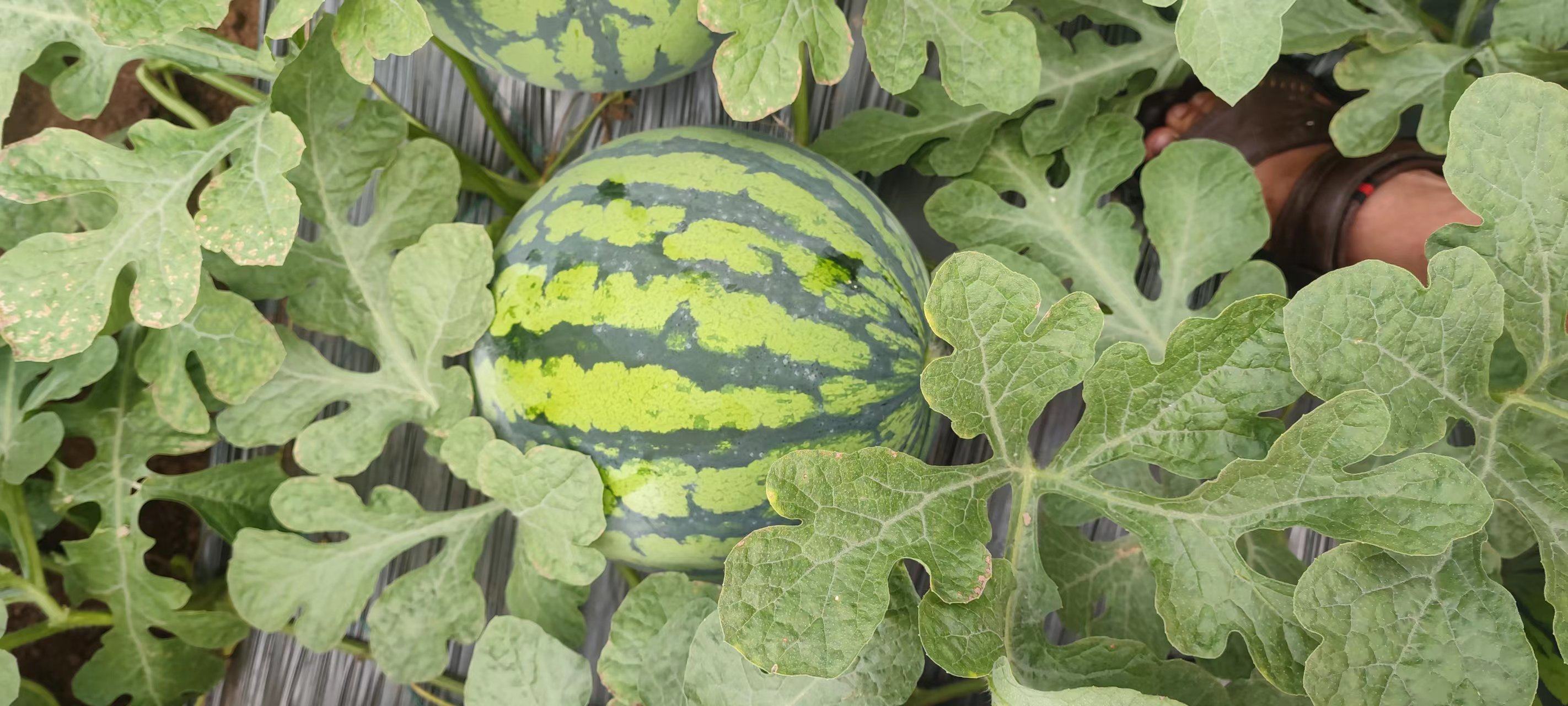 麒麟西瓜切面展示红色果肉与黑色种子细节