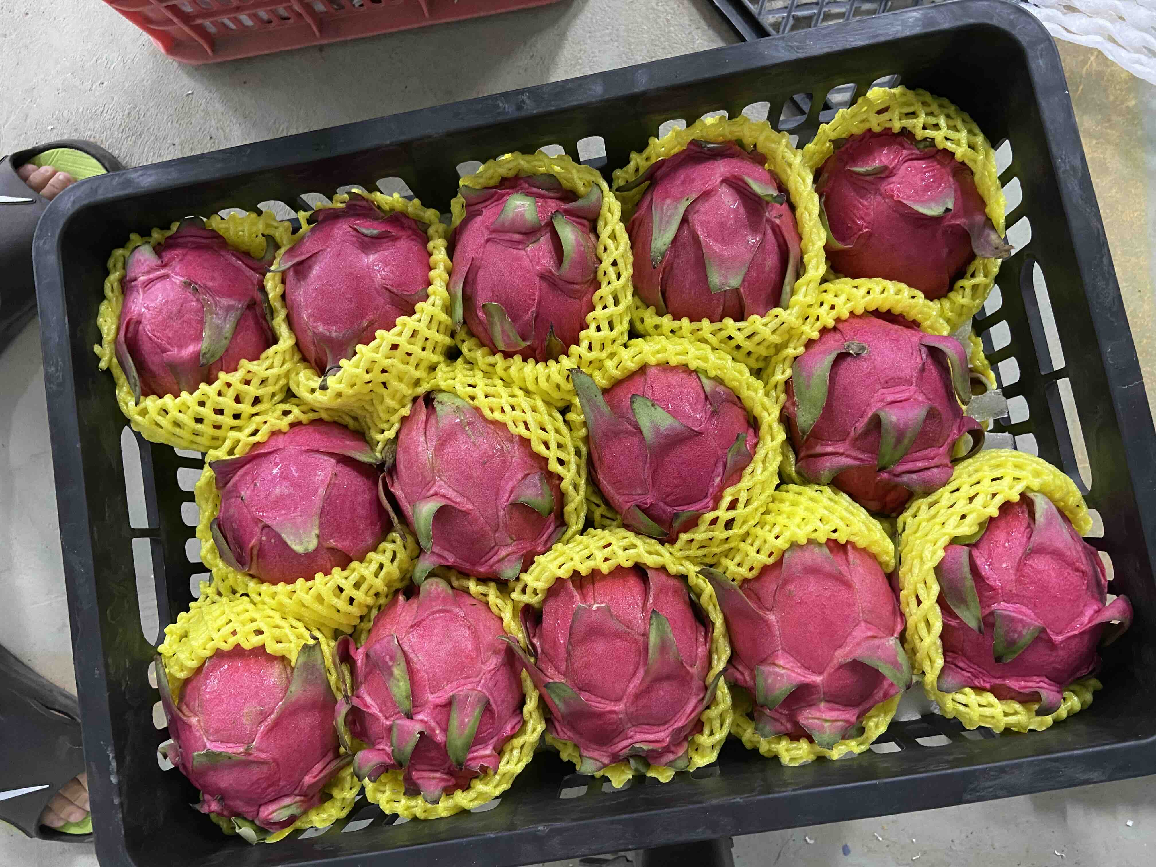 火龙果酸奶饮品