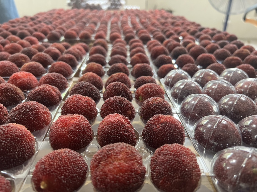 专业冷链物流场景图:展示东魁杨梅标准化保鲜包装全流程,突出温度监控标签、微孔保鲜膜细节、冷媒布局及防震卡槽设计,体现现代农产品供应链保鲜能力 东魁杨梅专业冷链包装实景:透明气调托盘覆微孔保鲜膜,每颗果实独立卡位,托盘置于蓝色保温箱内,箱中放置蓄冷冷媒冰板,标签印有“0–2℃全程温控”“采摘后4小时入库”字样