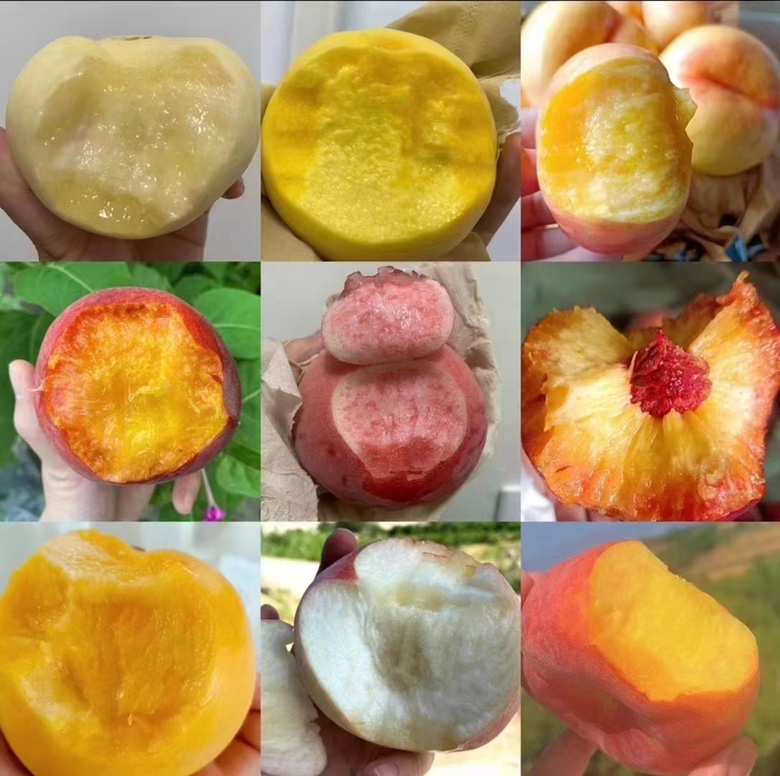 黄桃与白桃对比图