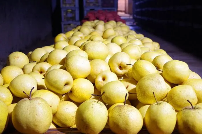 云南金花梨果园