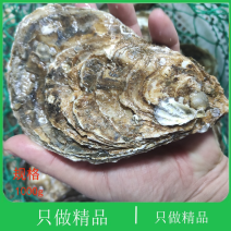 大连生蚝现捞现卖肥度饱满味道鲜美，货源充足产地直发