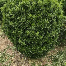 大叶黄杨球