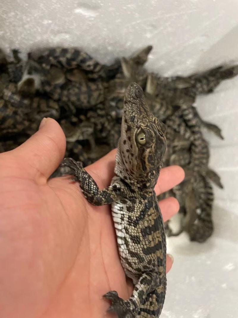 小鳄鱼苗直接下单包邮包活包赔包售后