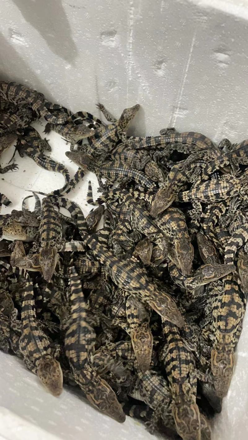 小鳄鱼苗直接下单包邮包活包赔包售后