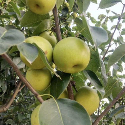 金堂县苹果梨产地行情