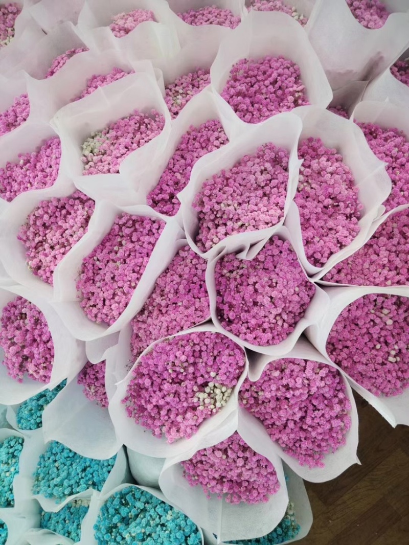 云南昆明呈贡区满天星 25.00元/袋吸色彩星