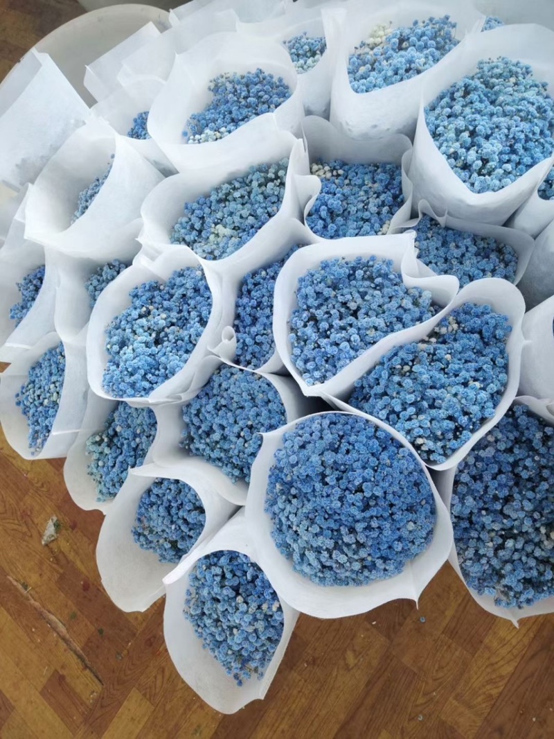 云南昆明呈贡区满天星 25.00元/袋吸色彩星