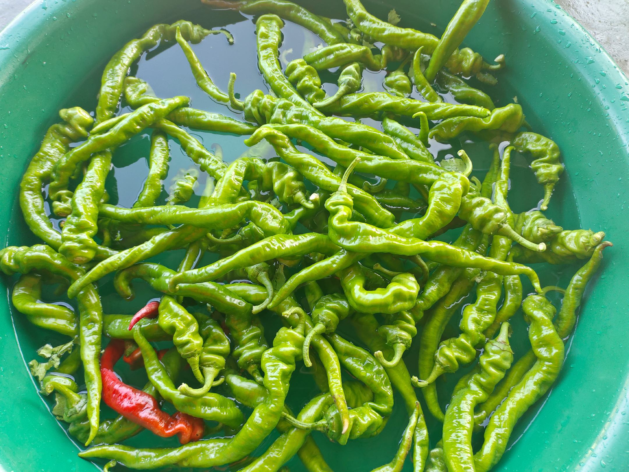凉拌螺丝椒焯烫过程特写：不锈钢锅中沸腾清水泛微泡，3根螺丝椒正在翻滚，一根刚出锅正落入透明玻璃冰水碗中，水面浮着3颗晶莹冰块，旁边放着叠好的白色厨房纸巾