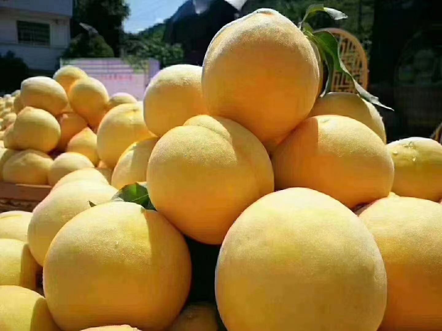 炎陵黄桃丰收节活动现场