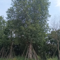菩提树