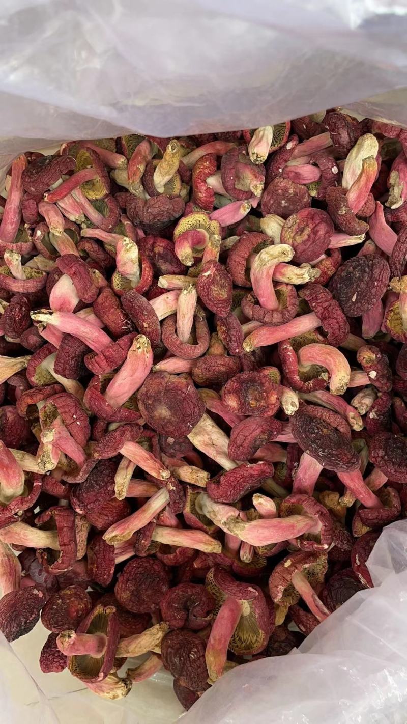 广西梧州藤县红菇 380.00元/斤广西象棋大红菇