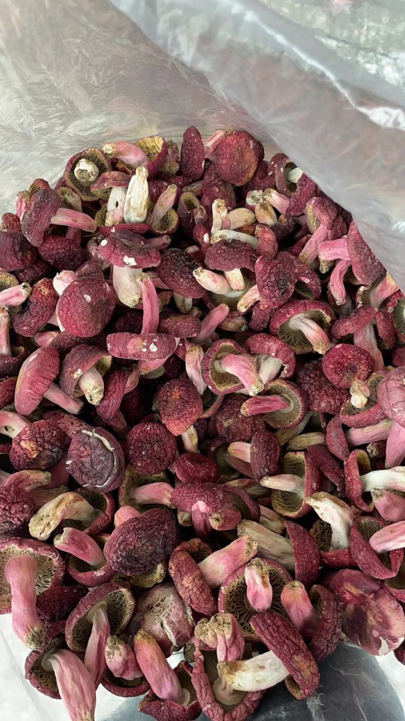 广西梧州藤县红菇 380.00元/斤广西象棋大红菇