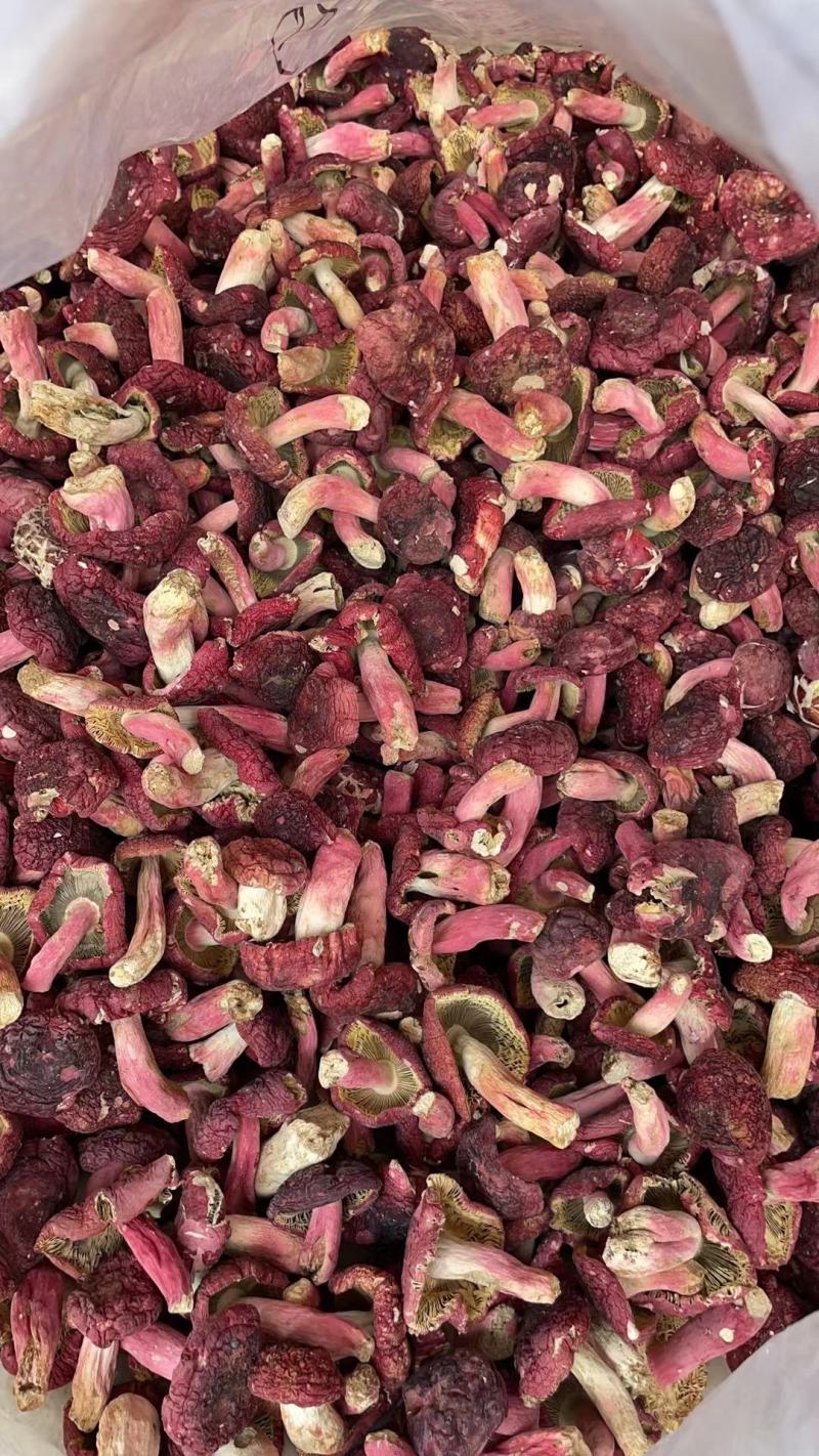 广西梧州藤县红菇 380.00元/斤广西象棋大红菇