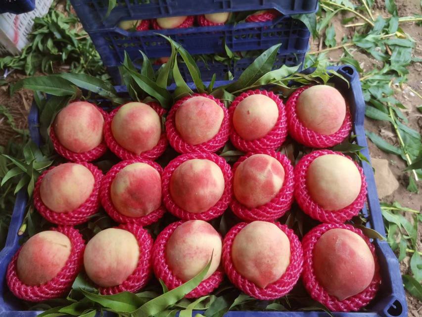 红梅果成熟果实特写