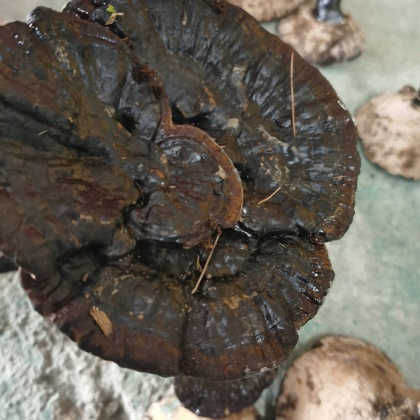 热门地区灵芝行情