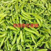 【精品】山西辣椒，万亩基地，量大从优价，供应全国，电联～